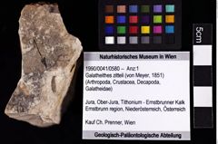 Foto (Objket + Etiketten) von Galatheithes zitteli (von Meyer, 1851) 